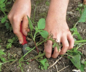 weeding no till