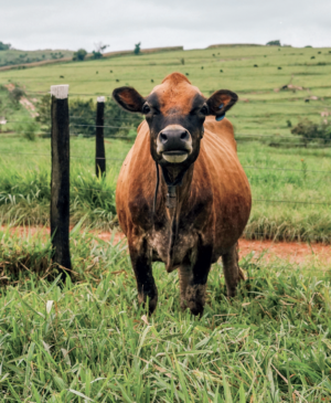 Milk Cow in Field