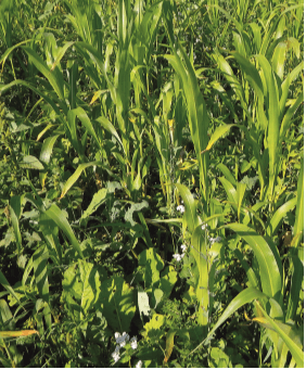 Cover crops